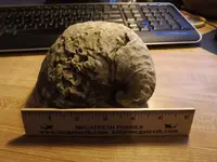 fossill and mineral 002.webp