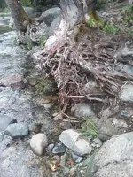 Rock and roots.webp Rock and roots.webp