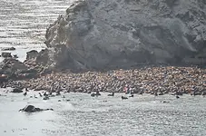 Simpson Reef4.webp Simpson Reef4.webp