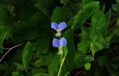 DSCN5185.webp