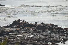Simpson Reef3.webp Simpson Reef3.webp