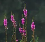 K1600_DSCN5186.webp