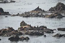 Simpson Reef2.webp Simpson Reef2.webp