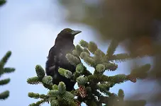 crow.webp crow.webp