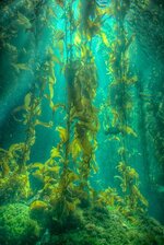 kelp-forest1.jpg