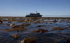 Kelp.webp Kelp.webp