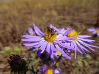 bug on flower.webp