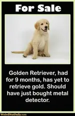 goldie.webp