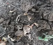 just found iin dirt.webp