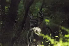 K1600_Buck.webp K1600_Buck.webp