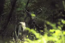 K1600_Buck3.webp K1600_Buck3.webp