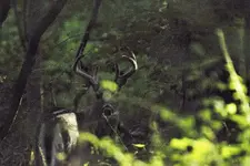 K1600_buck4.webp K1600_buck4.webp