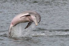 dolphins01_lg.jpg