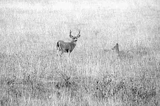 deer.webp