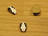 serpent01.webp serpent01.webp
