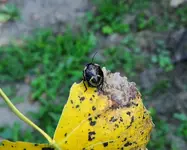 DSCN5257.webp