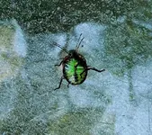 DSCN5250.webp