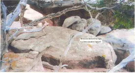 turtle talk.webp