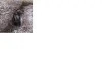 mocha water dog.webp