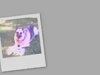 collage.webp
