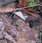 leaf.webp