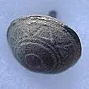Earlydecorativebutton[1].webp