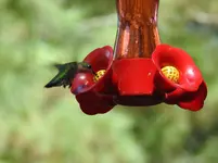 hummer 6.webp