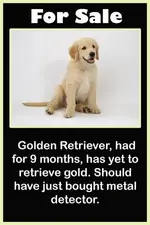golen-retriever1.webp