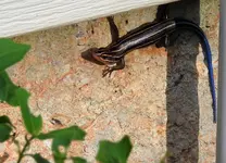 blue tailed lizard.webp