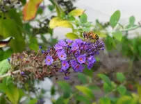 bee 1.webp