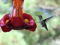 hummer 7.webp