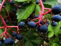 vines 2.webp