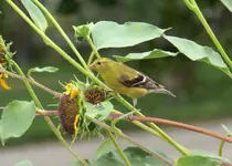 gold finch 3.webp