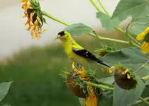 gold finch 4.webp
