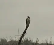 lone hawk 2.webp