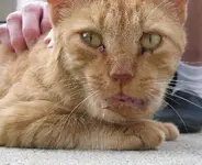 MorrisSnakeBite..webp
