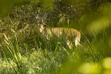 K1600_Deer.webp K1600_Deer.webp