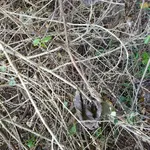 Image of where the rods crossed.webp