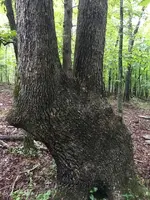 ImageUploadedByTreasureNet.com1475364606.680407.webp