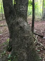 ImageUploadedByTreasureNet.com1471614614.358658.webp