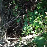 KGC site 3.webp