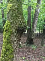 ImageUploadedByTreasureNet.com1471615299.590732.webp