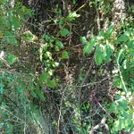 KGC site 4.webp