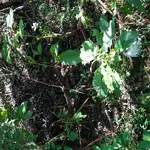 KGC site 5.webp