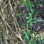 KGC site 6.webp