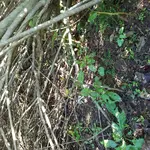 KGC site 8.webp