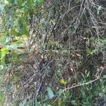 KGC site 9.webp