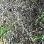 KGC site 10.webp