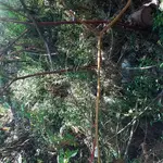 KGC site 11.webp