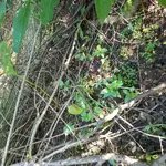 KGC site 12.webp